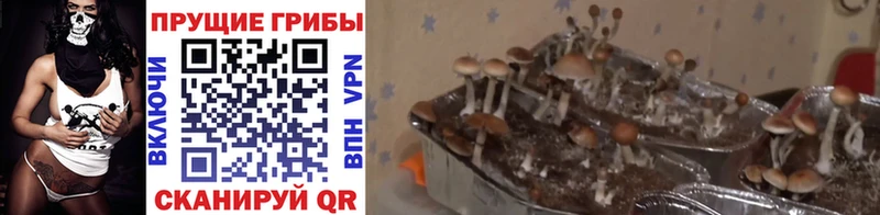 Псилоцибиновые грибы мицелий  Вихоревка 